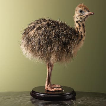 Struisvogel Kuiken Taxidermie Opgezette Dieren By Max, Ophalen of Verzenden, Nieuw, Vogel, Opgezet dier
