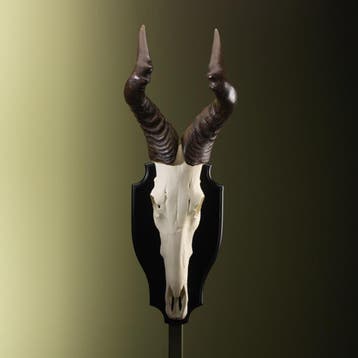 Hartenbeest Schedel Taxidermie Opgezette Dieren By Max, Ophalen of Verzenden, Nieuw, Wild dier, Opgezet dier