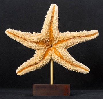 Zeester Taxidermie volledige montage - Pisaster ochraceus -