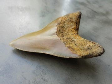 Mégalodon - Dent fossile - 11.5 cm - 7.9 cm
