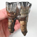 Rhinocéros laineux - Dent fossile - Coelodonta antiquitatis, Collections