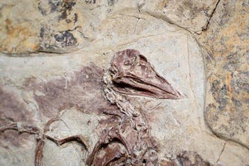 Fossiele matrix - Confuciusornis - 38 cm - 33 cm, Verzamelen