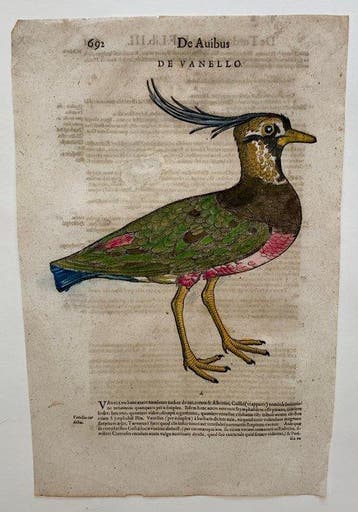 Conrad Gesner - Vogelbuch - 1617