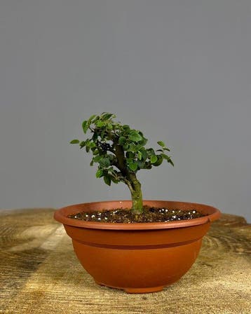 Bonsaï Micocoulier (Celtis) - Hauteur (arbre) : 15 cm -