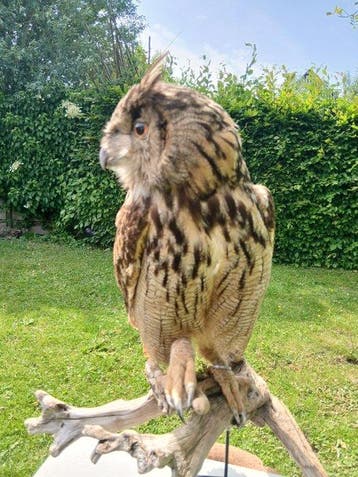 Hibou grand-duc Support de corps entier pour taxidermie -, Nieuw