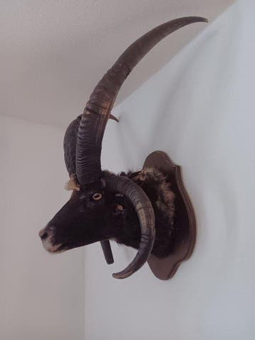 mouton jacob Support de tête pour taxidermie - Ovis gmelini