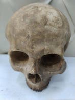Sculpture, Teschio memento mori - 17 cm - Plâtre