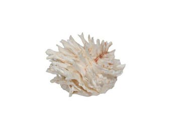 Zeldzame witte stekelige oester – Spondylus variegatus (76