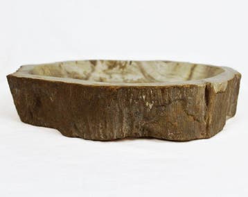 Versteend hout - Gefossiliseerd hout - Dipterocarpus - 6 cm
