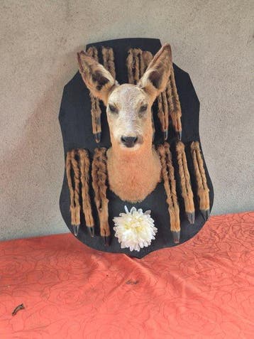 Reebok Taxidermie wandmontage - Capreolus capreolus -, Nieuw