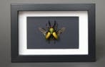 Scarabée à cornes Support de corps entier pour taxidermie -