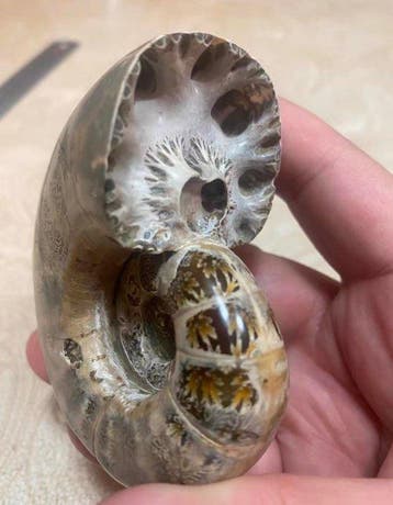 Animal fossilisé - The fractal growth pattern of an ammonite