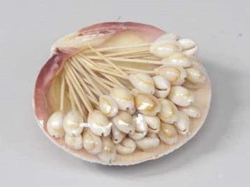 Tigrina Annulus Cook Schelpen op stokje 50 stuks, Nieuw