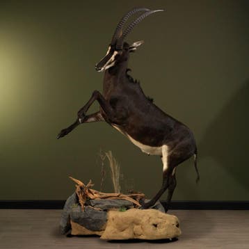 Sabelantilope Taxidermie Opgezette Dieren By Max, Ophalen of Verzenden, Nieuw, Wild dier, Opgezet dier