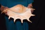 Escargot de mer Coquillage marin - S-196 LAMBIS TRUNCATA, Collections