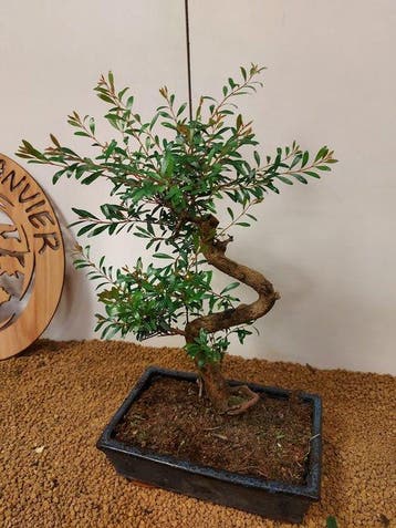 syzygium - Hoogte (boom): 40 cm - Diepte (boom): 20 cm -