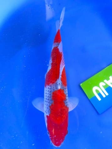HQ Goshiki van Yamaju  36cm *VERKOCHT* (Japanse Koi), Ophalen of Verzenden, Nieuw