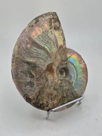 Ammoniet - Gefossiliseerd dier - Cleoniceras Ammonite Fossil, Collections, Minéraux & Fossiles