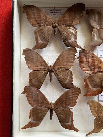 Mot Taxidermie volledige montage - Saturnidae - Paradaemonia, Antiquités & Art