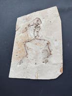 Geen minimumprijs - Gefossiliseerd dier - frog - 21 cm - 16, Verzamelen