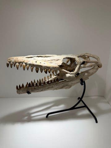 Reptile marin - Crâne fossile - Mosasaurus - 40 cm