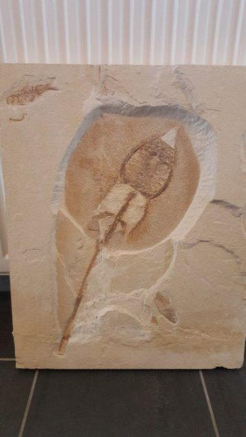 Raie - Squelette fossile - Heliobatis radians, Collections