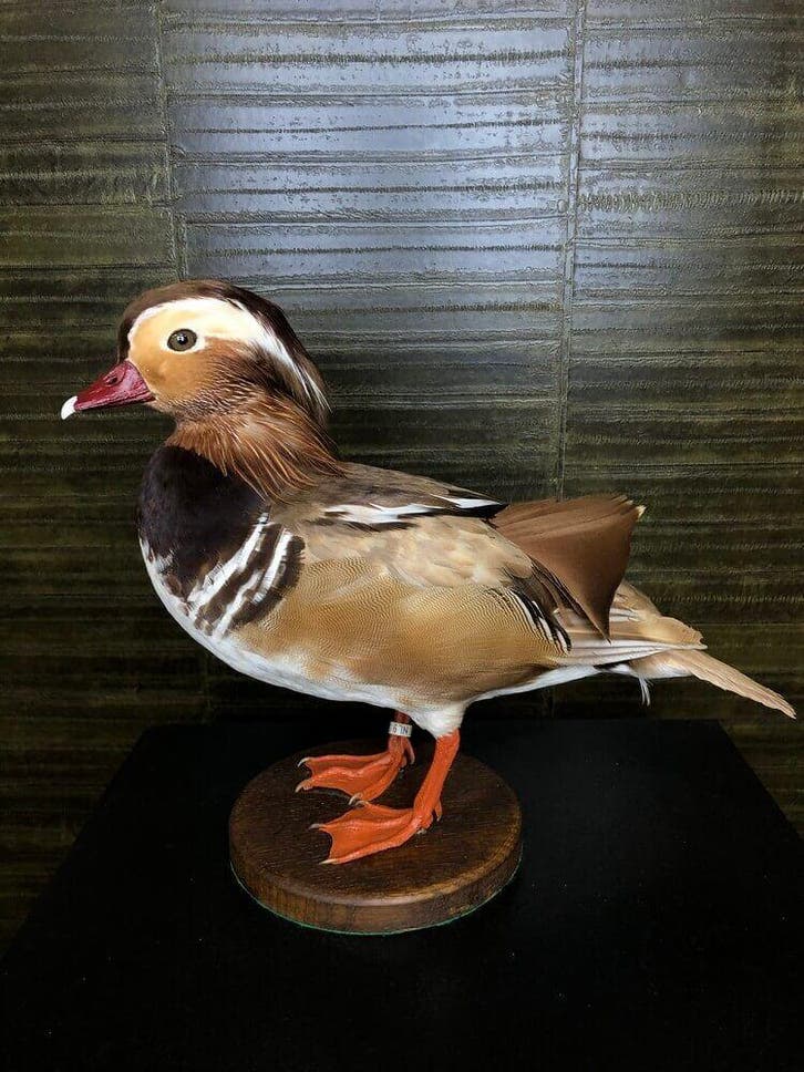 Mandarijneend Taxidermie Opgezette Dieren By Max, Collections, Collections Animaux, Enlèvement ou Envoi
