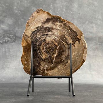 Magnifique tranche de bois pétrifié sur un socle