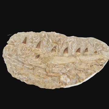 Mâchoire mosasaure fossile naturelle - Mâchoire fossilisée -