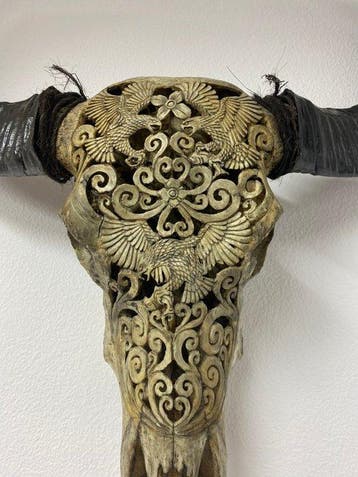 Buffle Crâne sculpté - Bubalus bubalis - 67 cm - 70 cm - 19