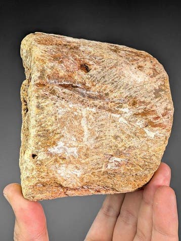 Grote en zware plesiosaurus-wervelsectie - Fossiel fragment