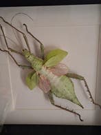 Insekt Taxidermie volledige montage - Heteropterix dilatata