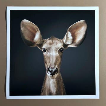 Ralph Hargarten - Kudu