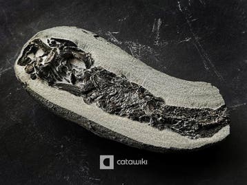 Professioneel geprepareerde vis in natuurlijke concretie -
