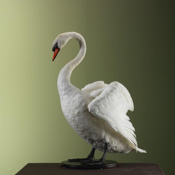 Knobbelzwaan Taxidermie Opgezette Dieren By Max, Collections, Collections Animaux, Enlèvement ou Envoi