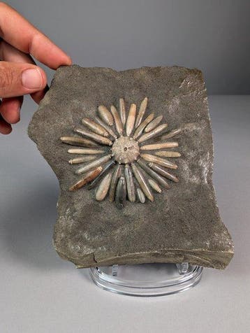 Zee-egel - Fossiele matrix - Asterocidaris Bistriata - 16.5, Verzamelen