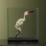 Guyanapepervreter Skelet Taxidermie Opgezette Dieren By Max, Ophalen of Verzenden, Nieuw, Vogel, Opgezet dier
