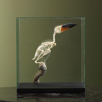 Guyanapepervreter Skelet Taxidermie Opgezette Dieren By Max, Ophalen of Verzenden, Opgezet dier