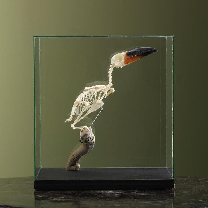 Guyanapepervreter Skelet Taxidermie Opgezette Dieren By Max, Collections, Collections Animaux, Enlèvement ou Envoi