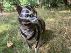 Sculptuuur voor buiten, Cat - Iron Art - Handpainted - 30 cm