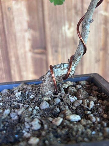 Oak bonsai (Quercus) - Hauteur (arbre) : 40 cm - Profondeur