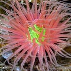 Pachycerianthus Orange M