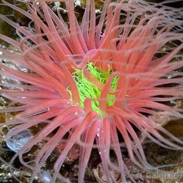 Pachycerianthus Orange M, Dieren en Toebehoren