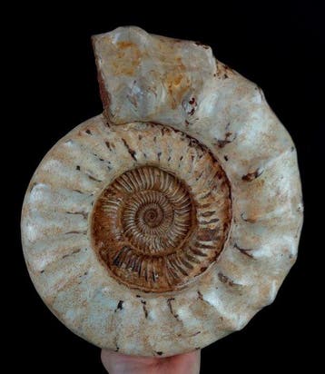 Ammoniet - Gefossiliseerd dier - Kranaosphinctes roedereri, Verzamelen