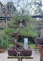 bonsai Pinus thunbergii - Hoogte (boom): 70 cm - Diepte