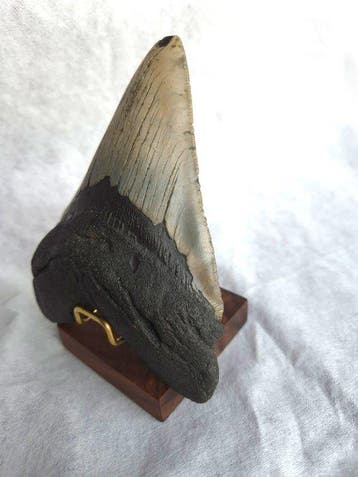 Large Megalodon tooth - Fossiele tand - Otodus Megalodon -, Verzamelen
