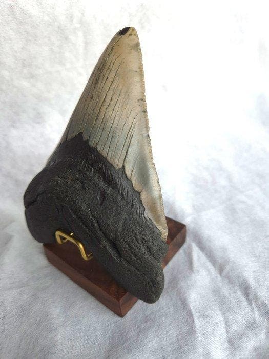 Large Megalodon tooth - Fossiele tand - Otodus Megalodon -, Verzamelen, Mineralen en Fossielen