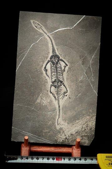 Reptile marin - Matrice fossile - Keichousaurus sp. - 25 cm