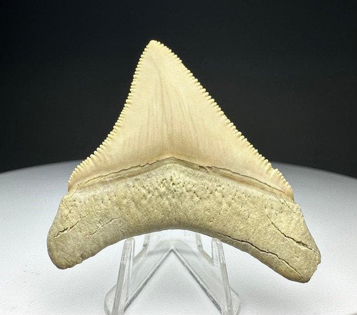 Megalodon - Fossiele tand - 5.5 cm - 5 cm, Collections, Minéraux & Fossiles