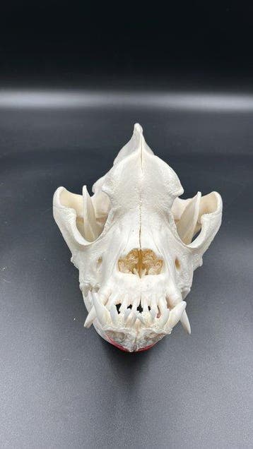 Hond Schedel - Bordeaux dog - 0 cm - 0 cm - 0 cm - (1)